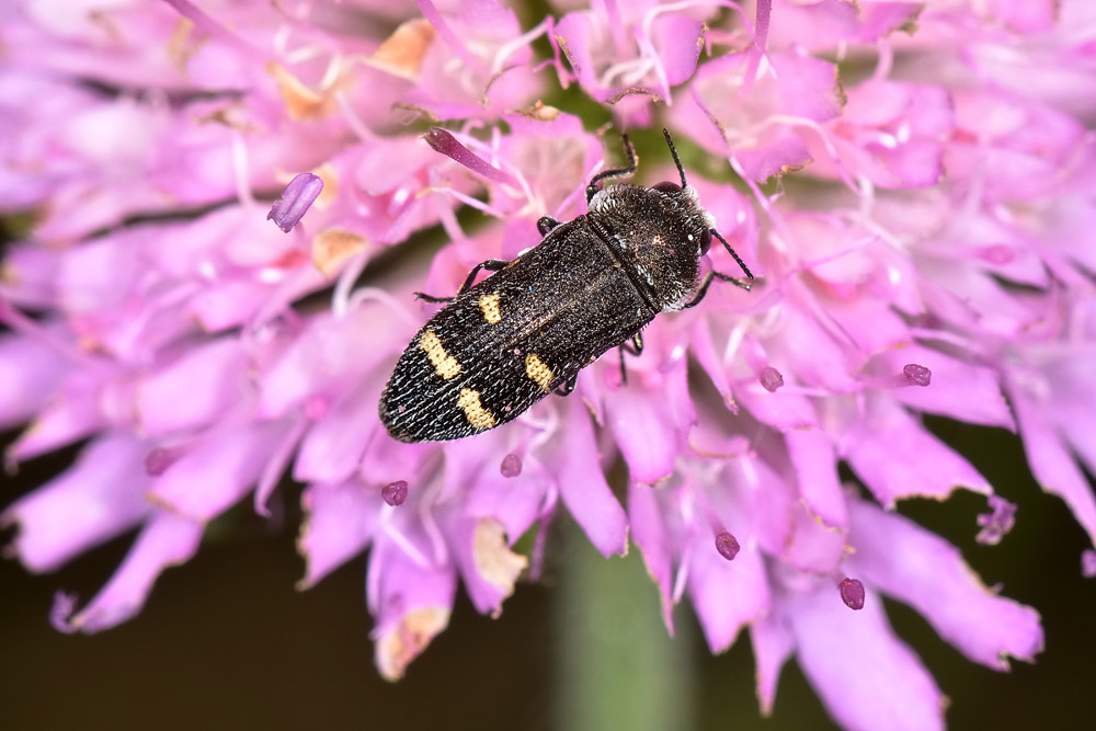 Buprestidae:  Acmaeoderella flavofasciata